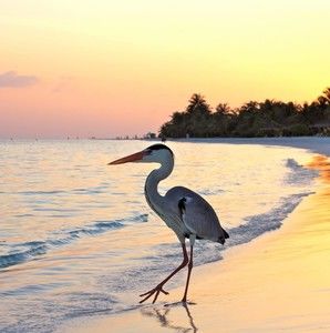 Meet your Posher, Mathani